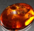 How to Process and Polish Baltic Amber
