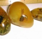Fake Amber Fossil Inclusions