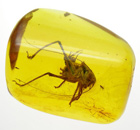Fascinating Inclusions in Amber